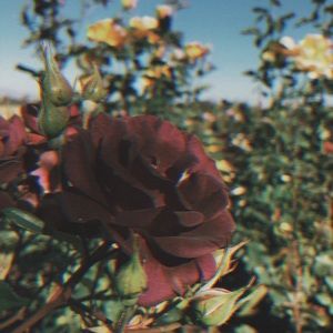 Meet your Posher, Isabelle